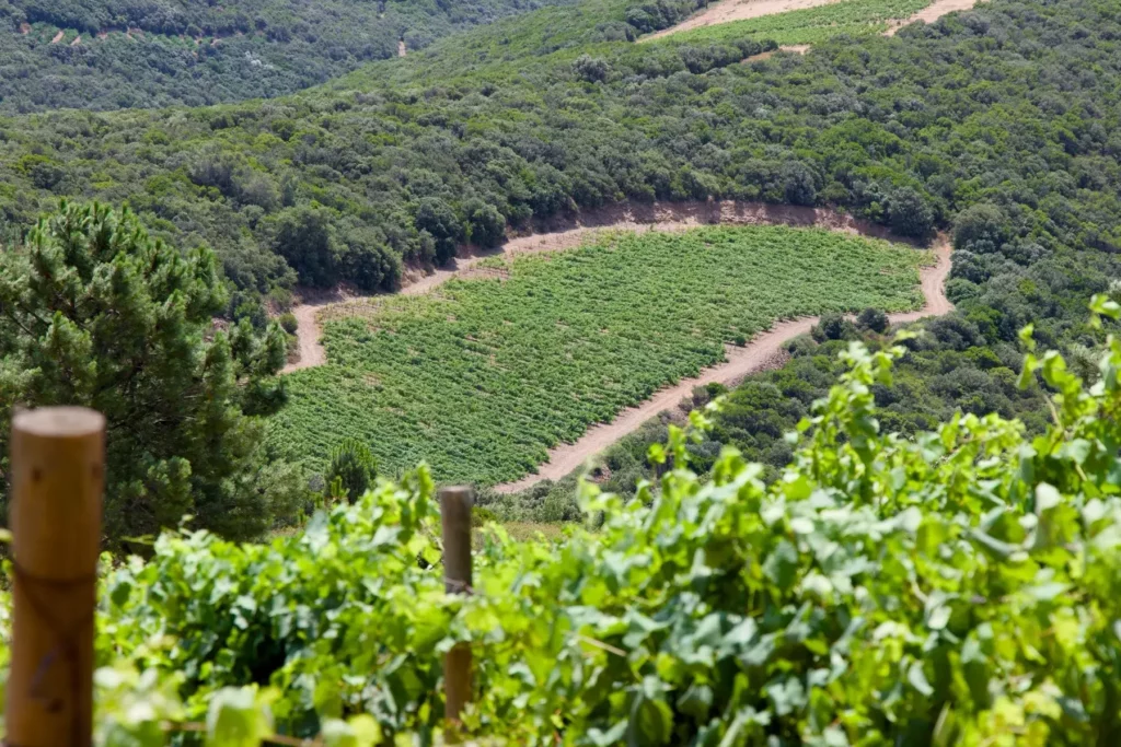 Parcelle de vigne en creux au milieu de la garrigue, vue depuis un rang de vigne du Domaine des Pradels Quartironi