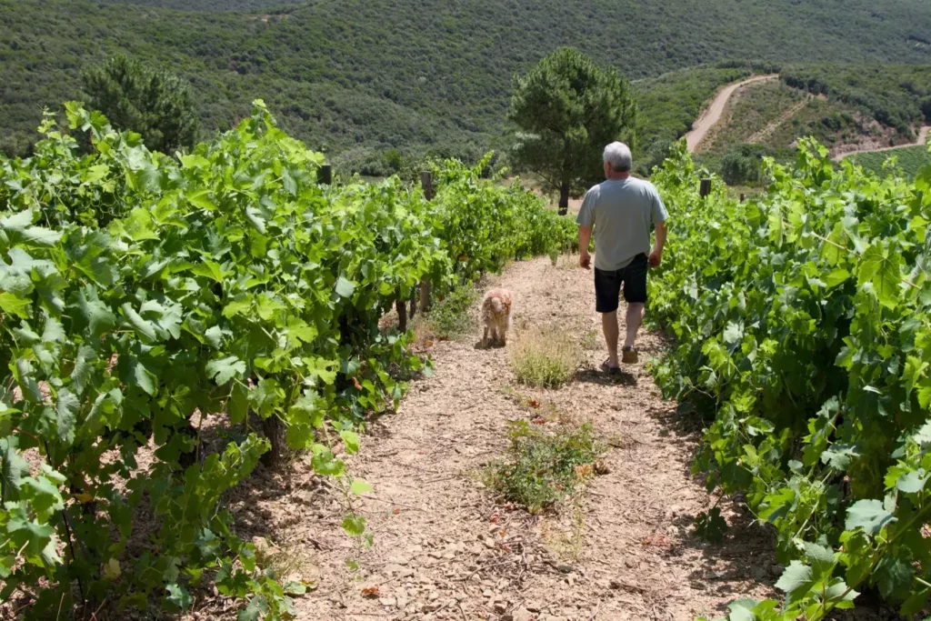 Vigneron de dos qui remonte un rang de vigne accompagné de son chien, collines boisées de Saint-Chinian en arrière-plan