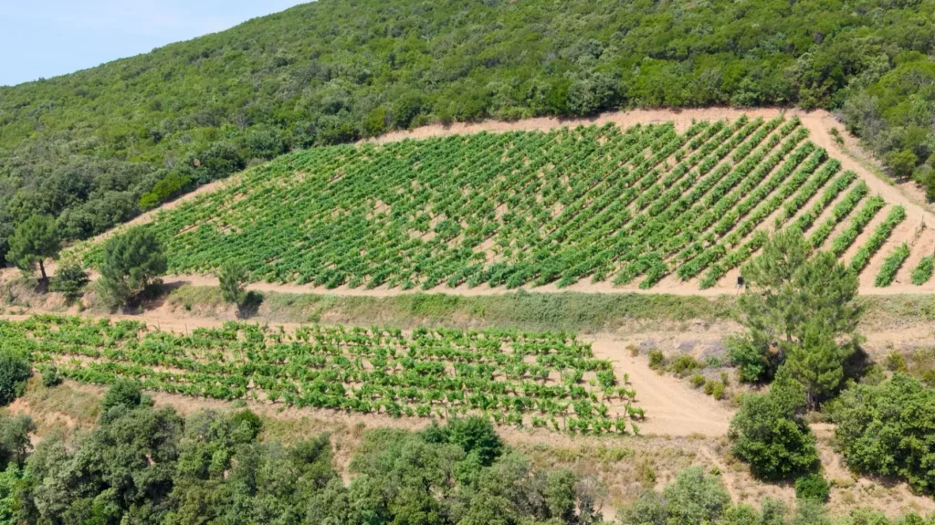 Vue aérienne de deux parcelles de vigne en pente entourées de garrigue et de pins, sur les collines de Saint-Chinian